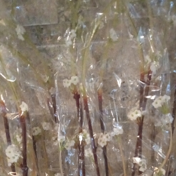 10 Pcs .40" White Blossom Faux Floral Accent Cherry Blossoms - Picture 4 of 12